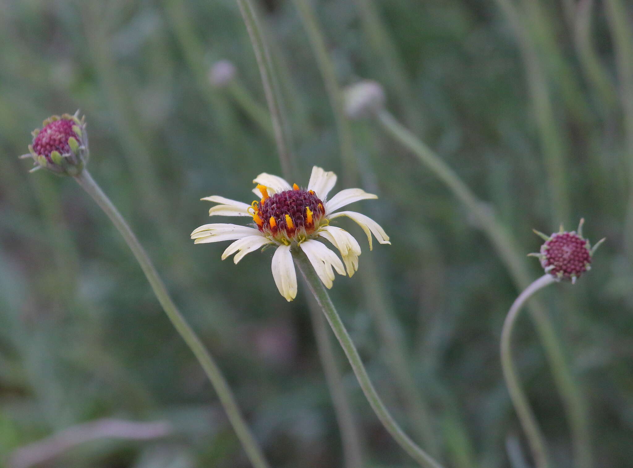 Image de Helenium radiatum (Less.) M. W. Bierner