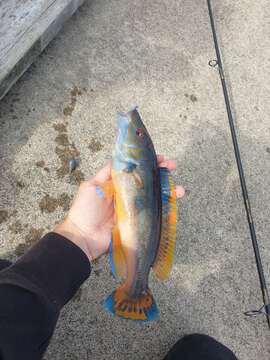 Image of Cuckoo Wrasse