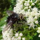 Juriniopsis adusta (Wulp 1890) resmi