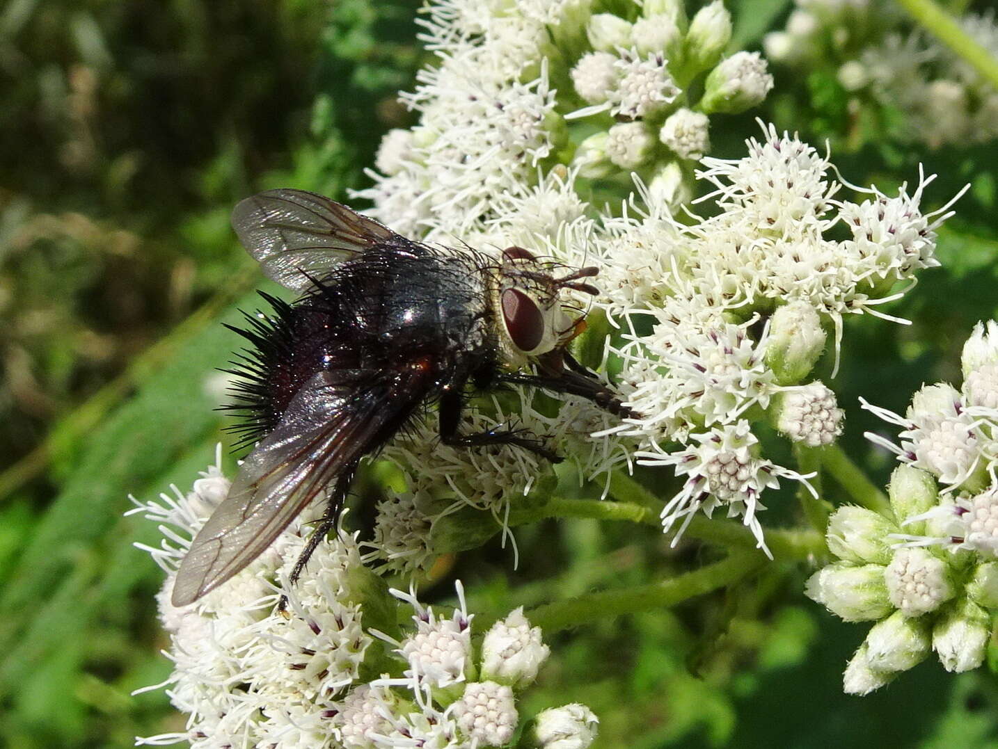 صورة Juriniopsis adusta (Wulp 1890)