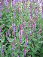 Imagem de Salvia nemorosa L.