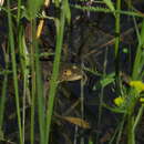 Image of Beysehir green Frog