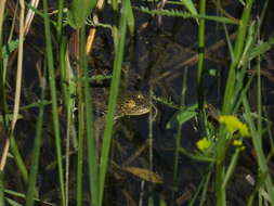 Image of Beysehir green Frog