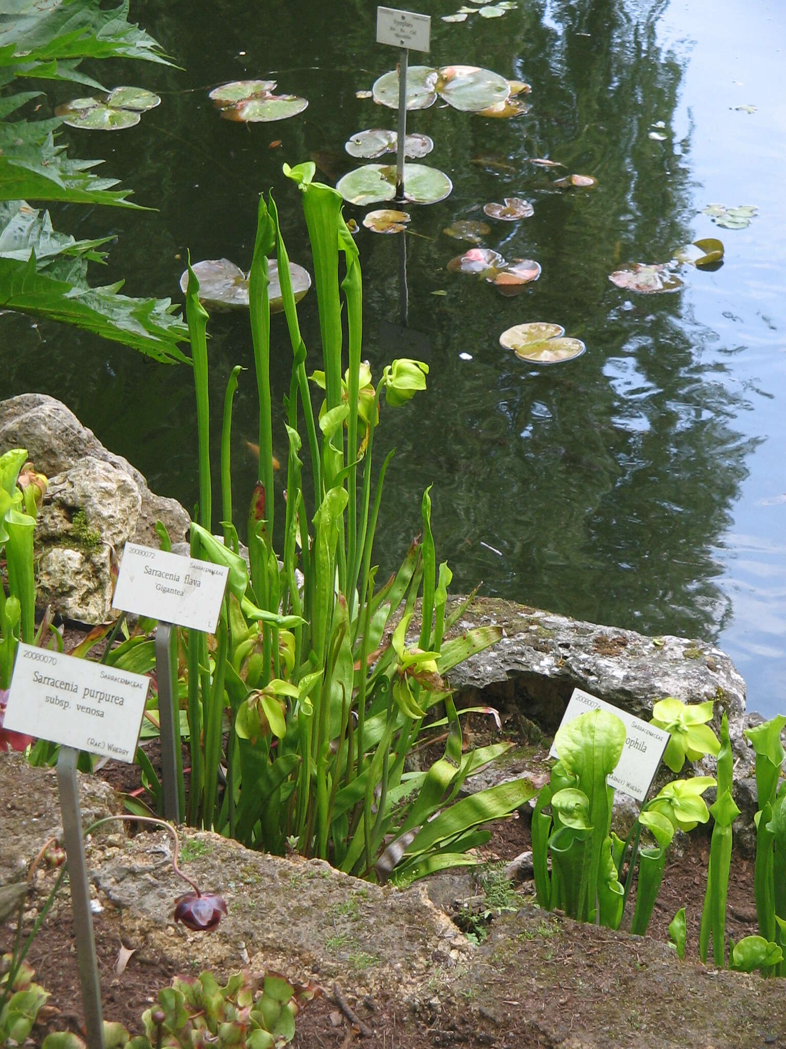 Image of Yellow pitcher plant