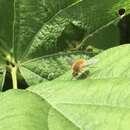 Image of grasshopper bee fly