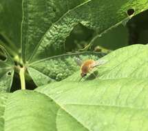 Image of grasshopper bee fly