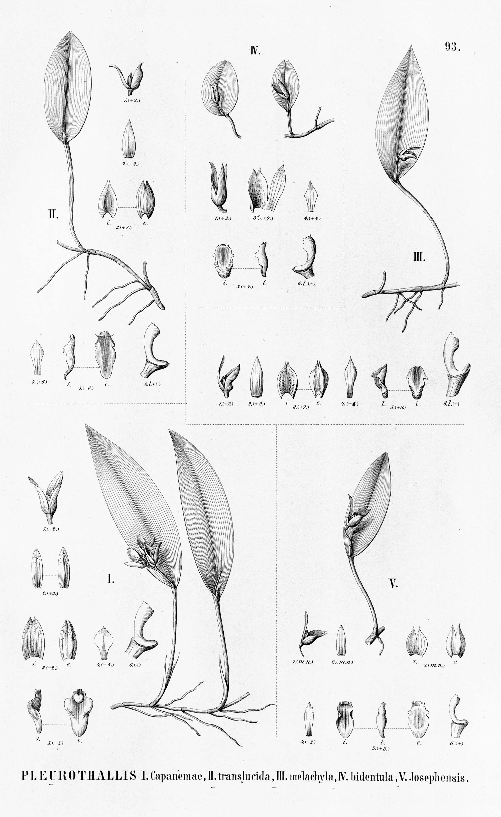 Image of Acianthera saundersiana (Rchb. fil.) Pridgeon & M. W. Chase