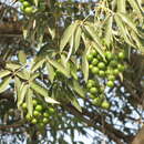 Plancia ëd Vitex gaumeri Greenm.