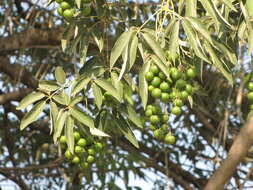 Imagem de Vitex gaumeri Greenm.