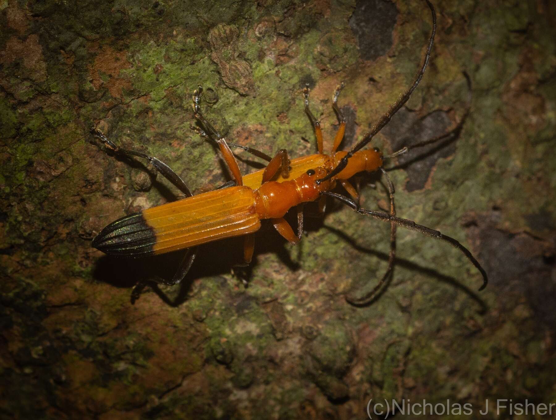 Image of Stenoderus ostricilla Newman 1850