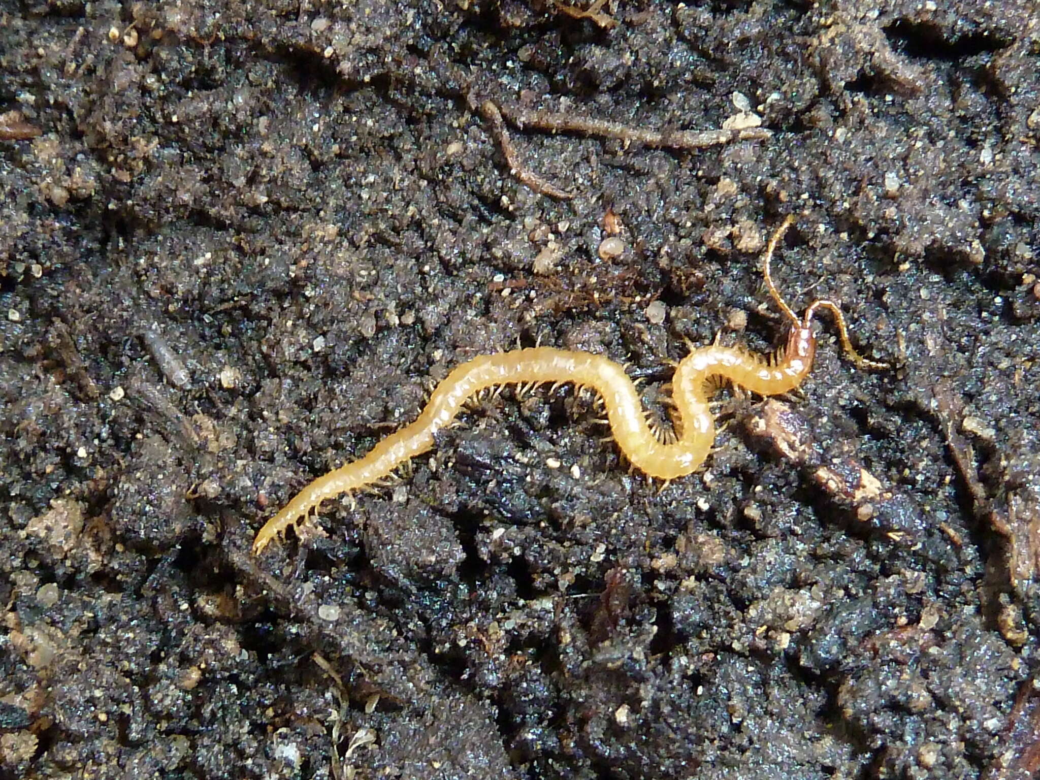 Image of boreal yellow-headed soil centipede