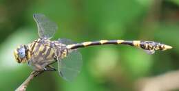 صورة Ictinogomphus ferox (Rambur 1842)