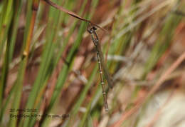 Image of Austrolestes aridus (Tillyard 1908)