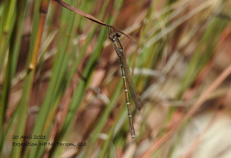 Image of Austrolestes aridus (Tillyard 1908)