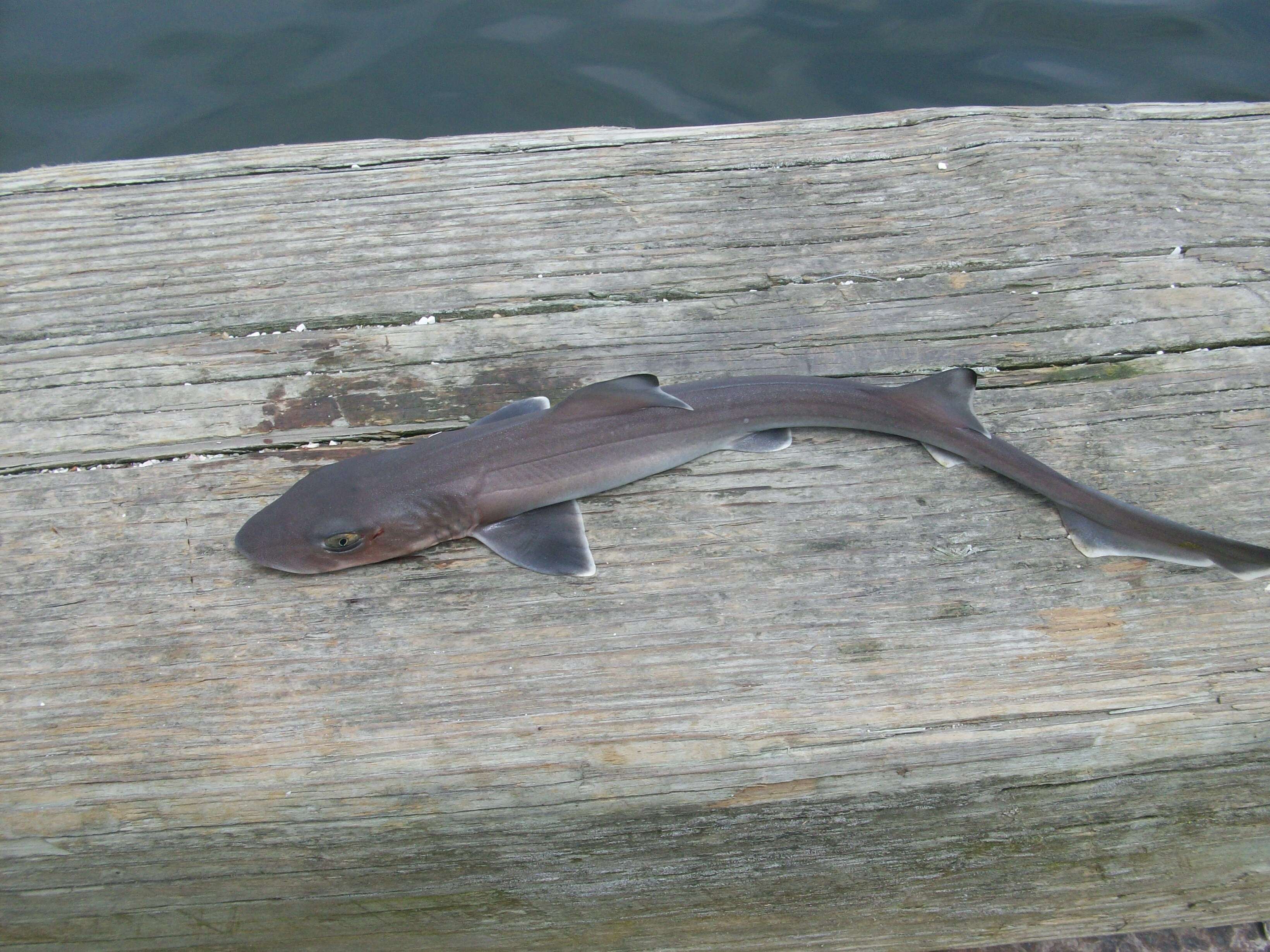 Image of Dusky Smoothhound