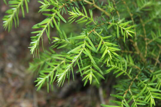 Image of western hemlock