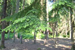 Image of western hemlock