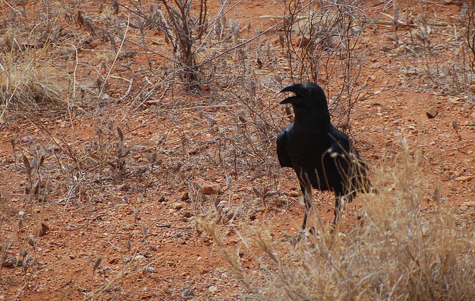 Imagem de Corvus rhipidurus Hartert 1918