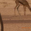 Image de Gazelle d'Arabie