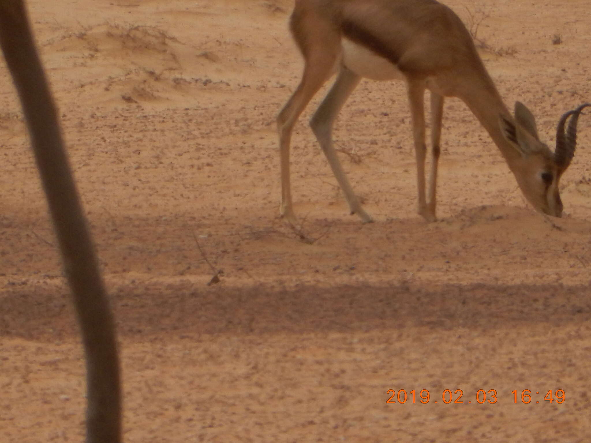 gazelle gif