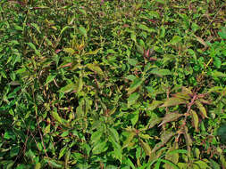 Image of Virginia water horehound