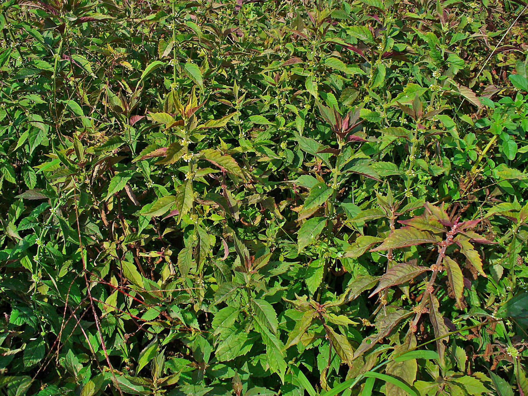 Image of Virginia water horehound