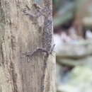 Sivun Draco timoriensis Kuhl 1820 kuva