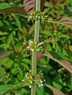 Image of Virginia water horehound