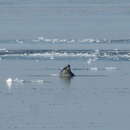 Image of Larga Seal