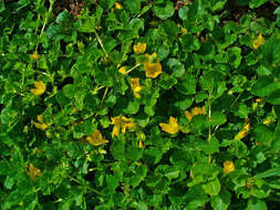 Image of creeping jenny