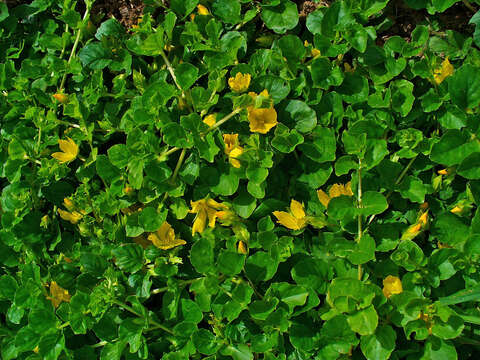 Слика од Lysimachia nummularia L.