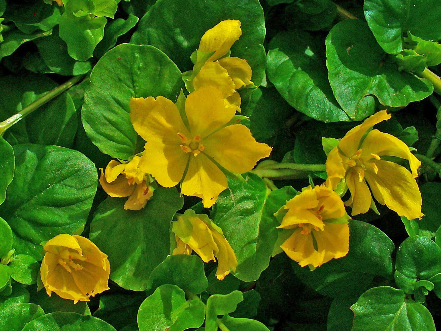 Image of creeping jenny