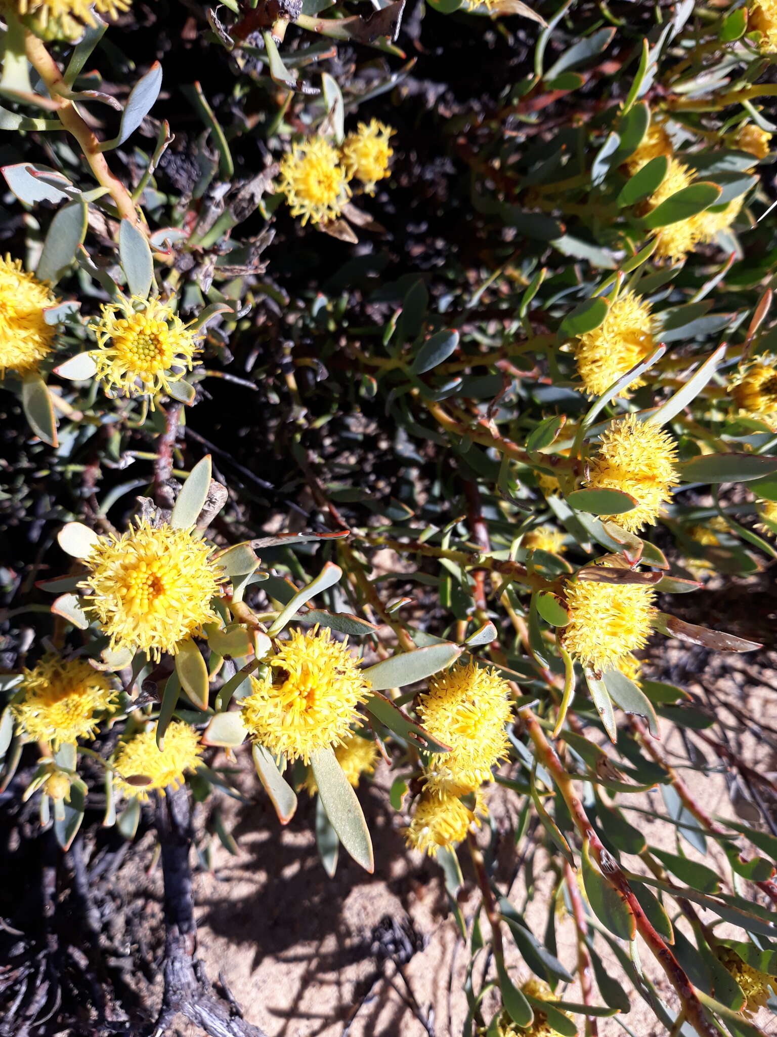 Image of Leucadendron glaberrimum subsp. glaberrimum