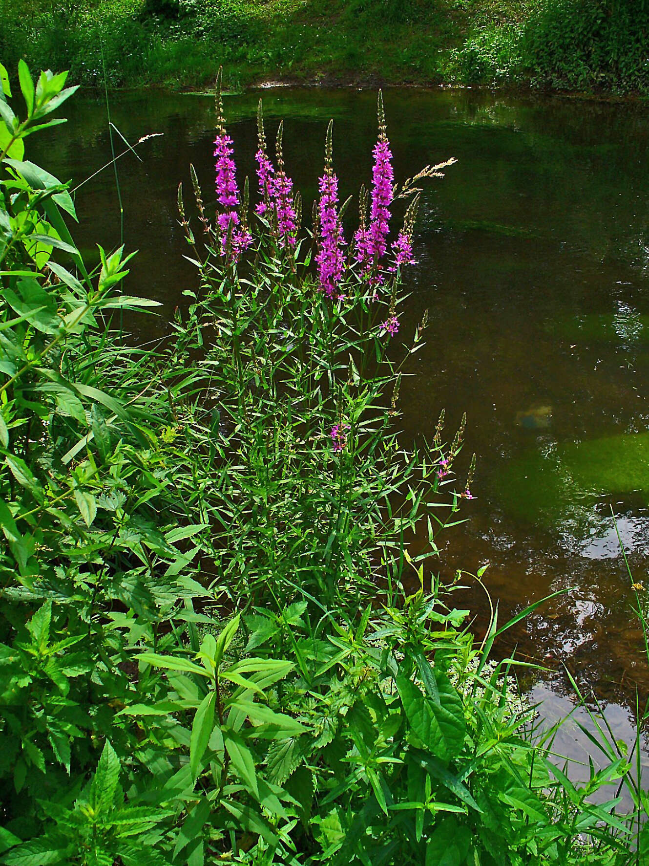 Plancia ëd Lythrum salicaria L.