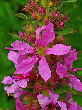 Image of Purple Loosestrife