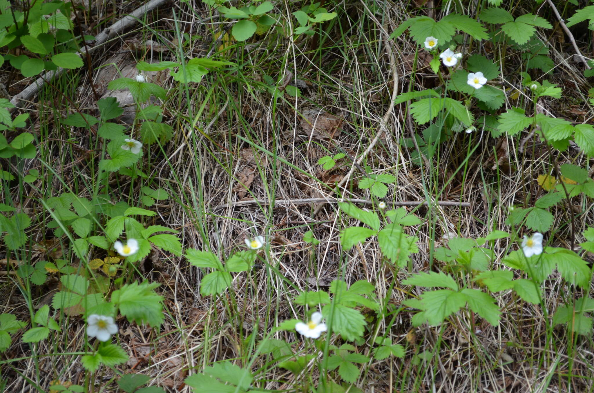 Image of Virginia strawberry