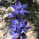 Image de Thelymitra crinita Lindl.