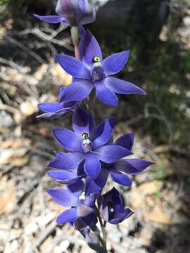 Image de Thelymitra crinita Lindl.