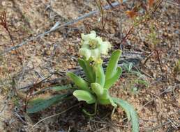 Image of Ferraria macrochlamys subsp. macrochlamys