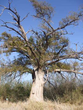 Image of Mexican Cypress