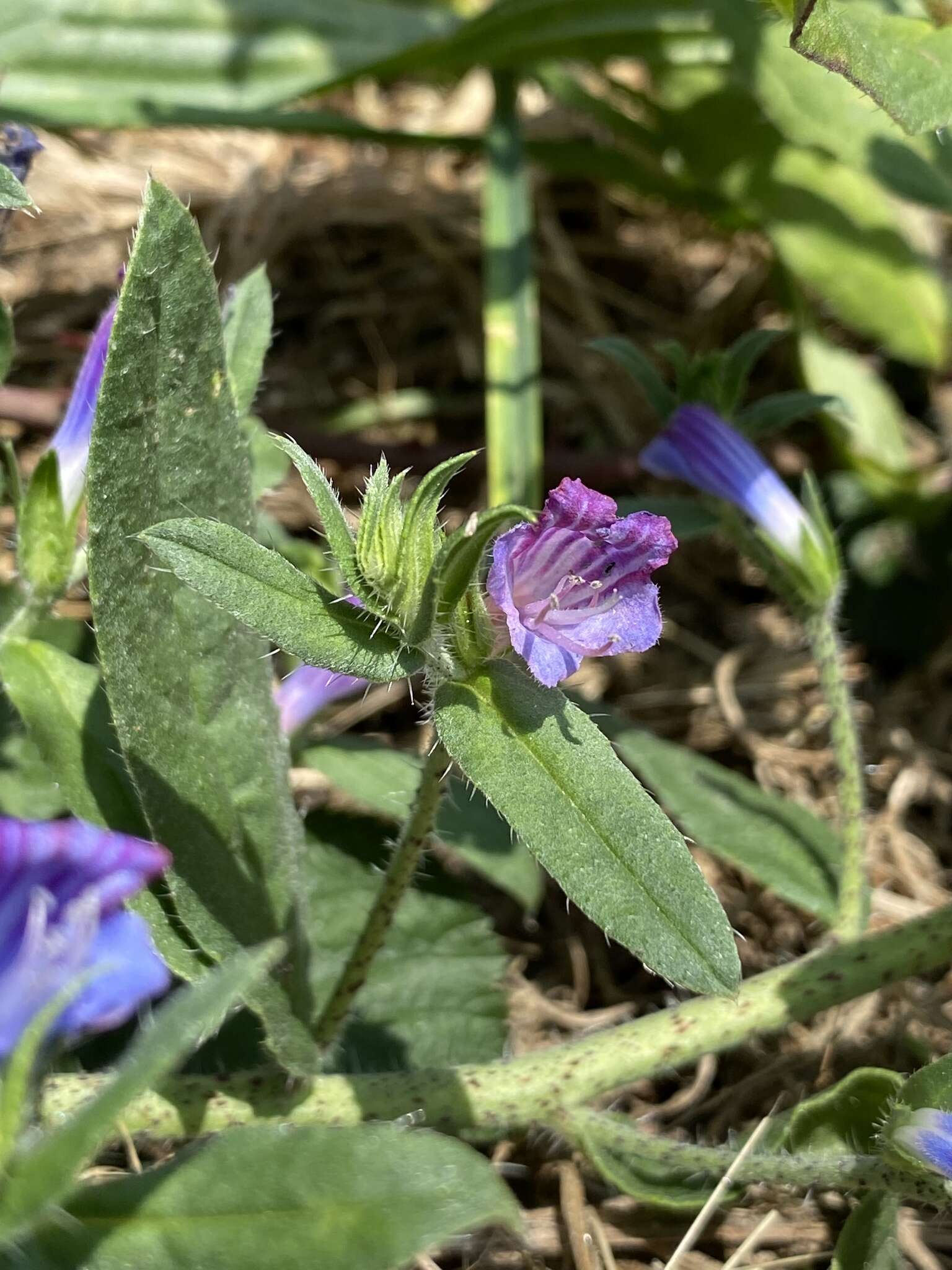 Plancia ëd Echium rosulatum Lange