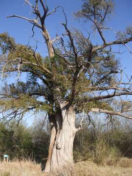 Image of Mexican Cypress