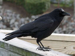 Image of American Crow