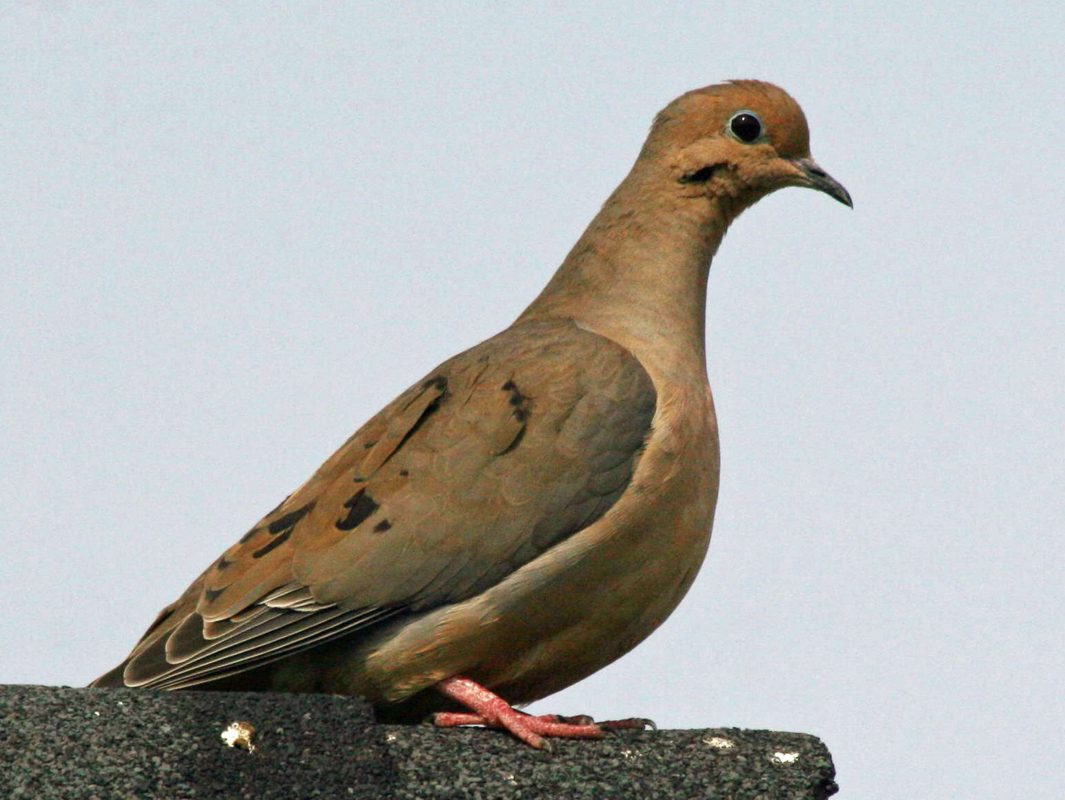 Image of American Mourning Dove