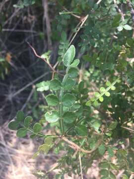 Image of lime pricklyash