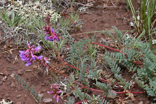 Imagem de Astragalus hallii A. Gray