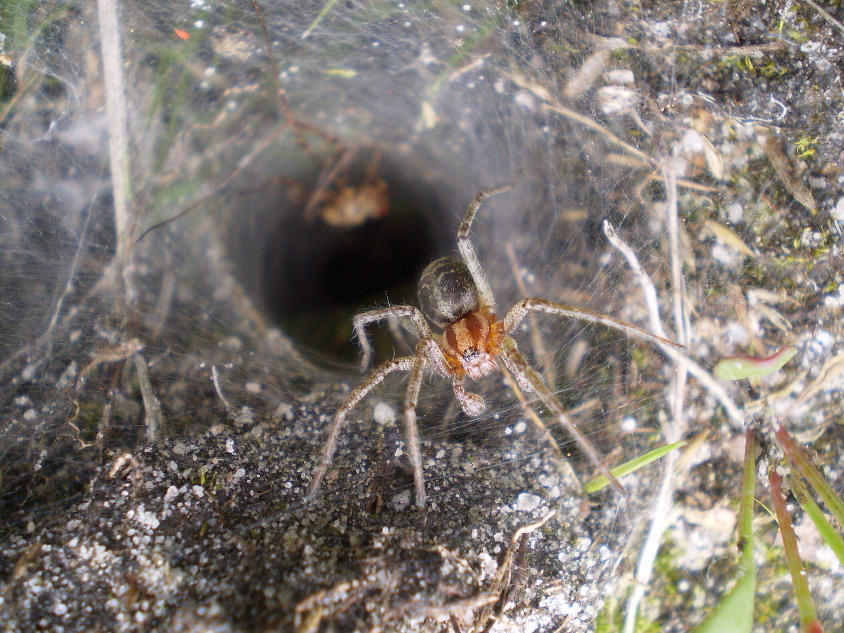 Image of Agelena labyrinthica (Clerck 1757)