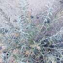 Imagem de Artemisia longifolia Nutt.