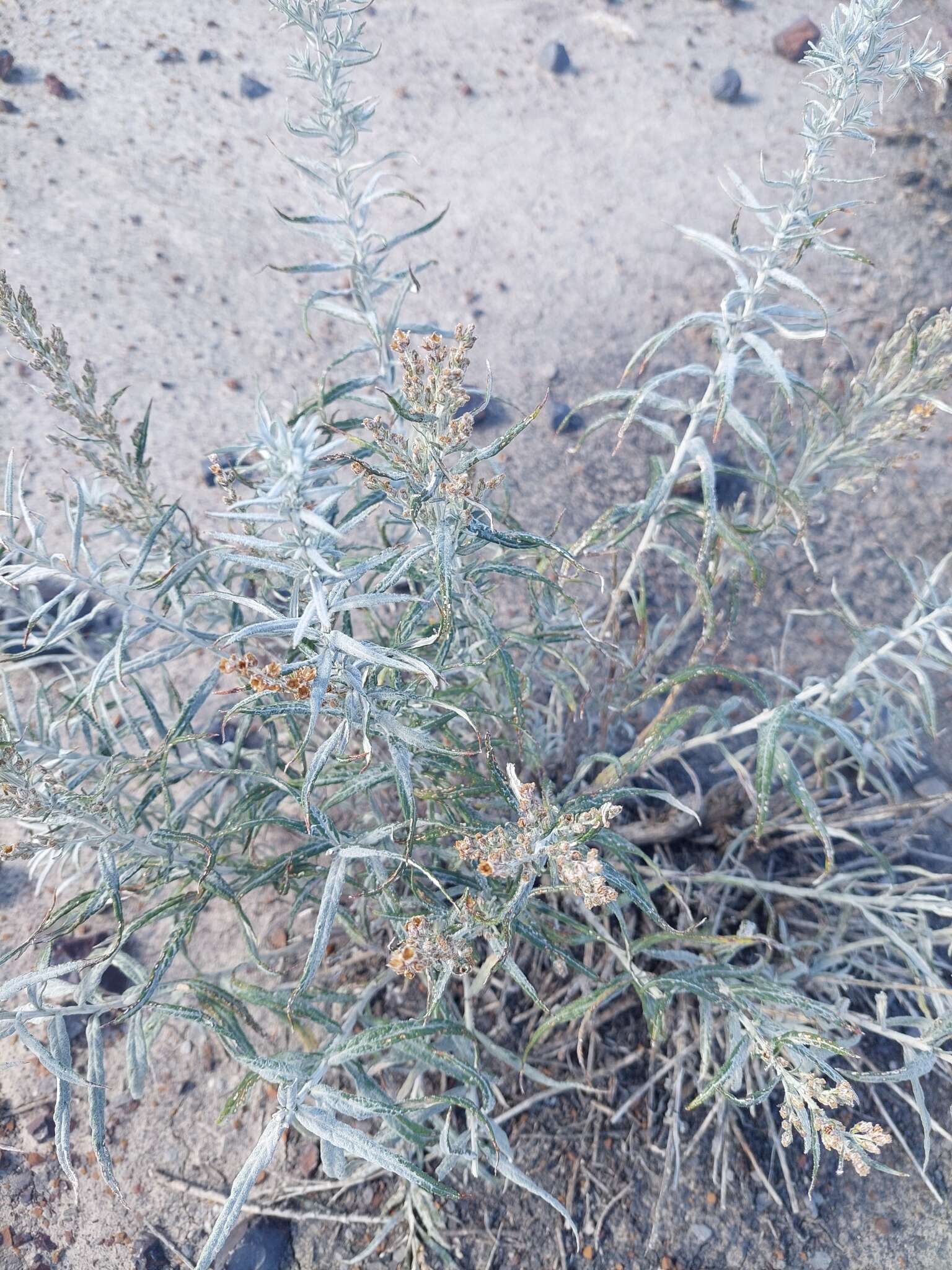 Image of longleaf wormwood