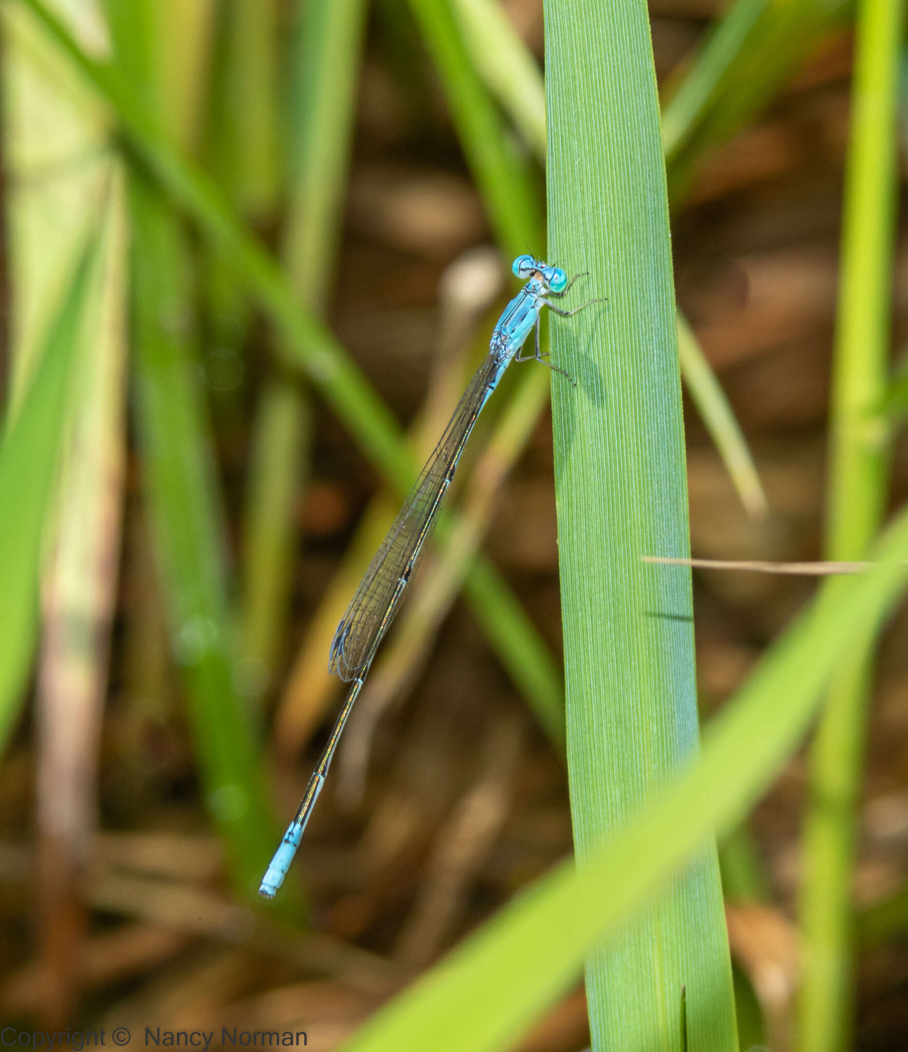 Image of Attentuated Bluet